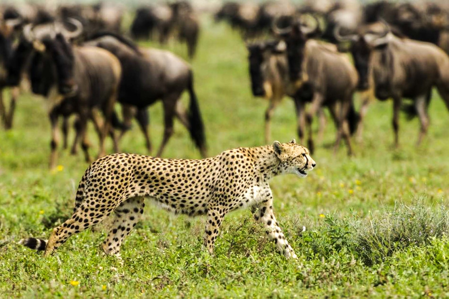 Special migration to Ndutu