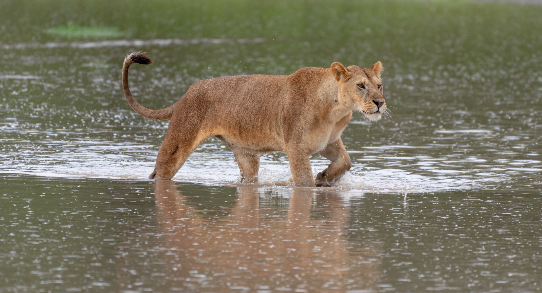 Welcome to Pajota  
Safaris in Tanzania