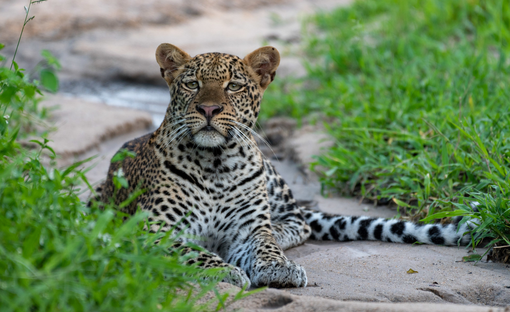 Southern Tanzanian Parks & Zanzibar