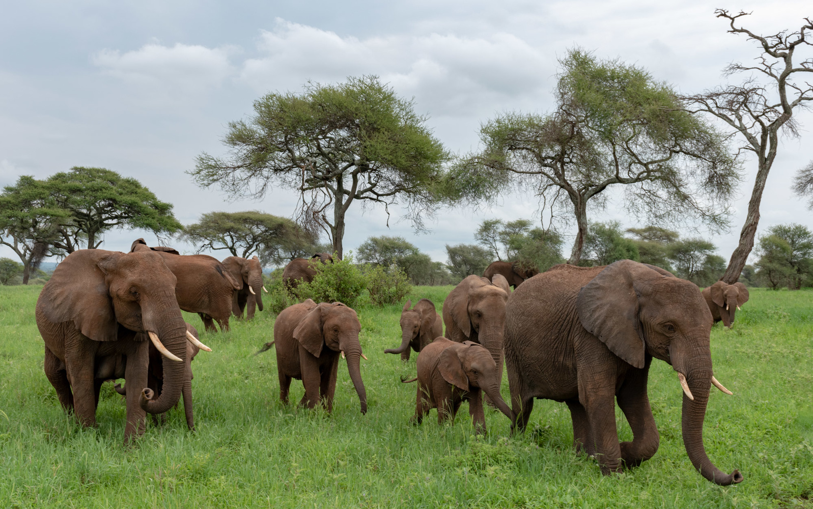 Safari & Zanzibar