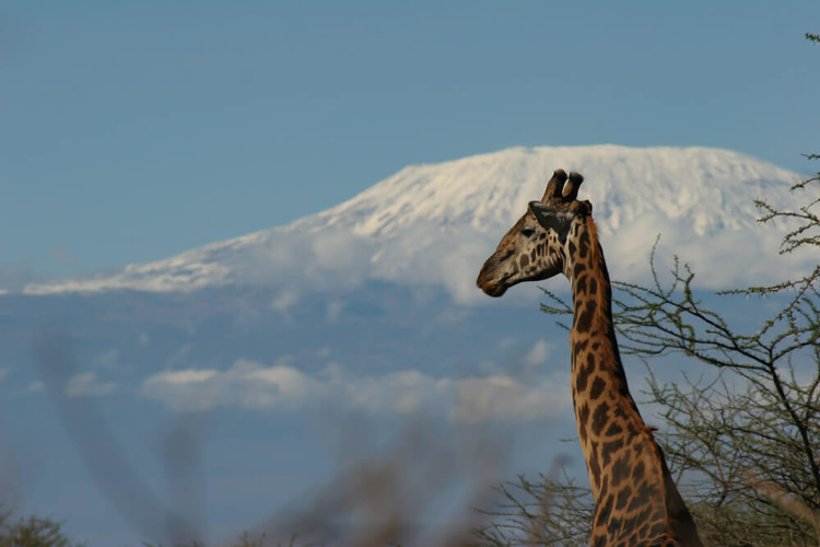 Giraffe in front of Kilimanjaro