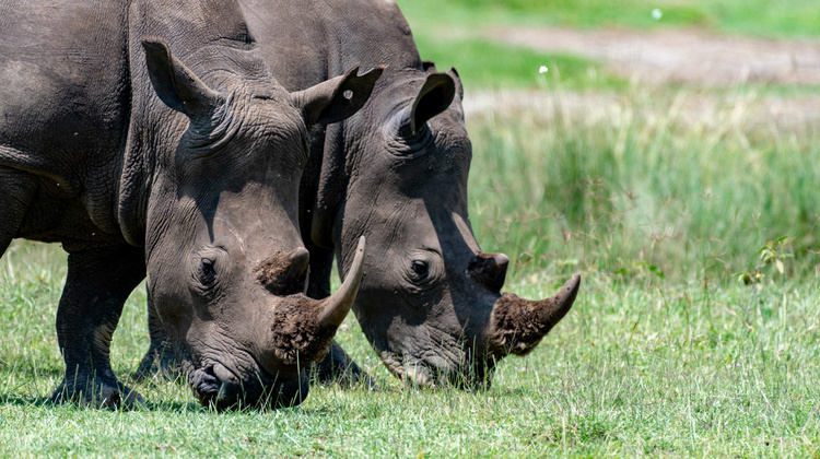 Rhinoceros in Nakuru