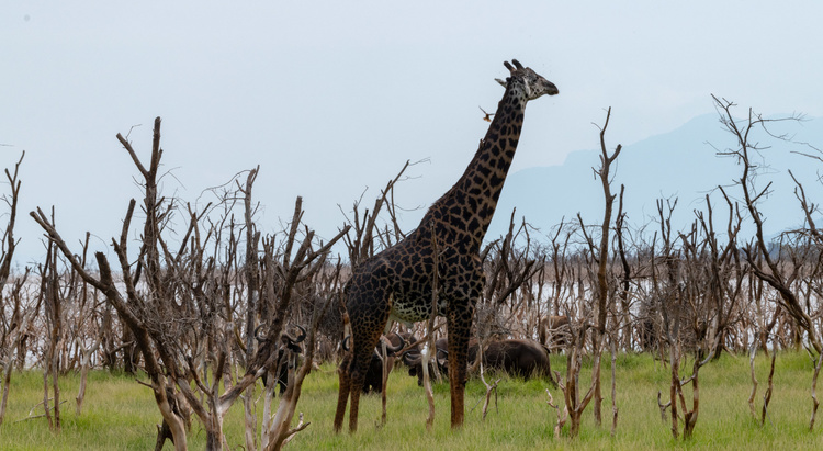 Landscape at Manyara