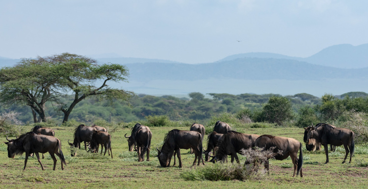 Wildebeest in Manyara