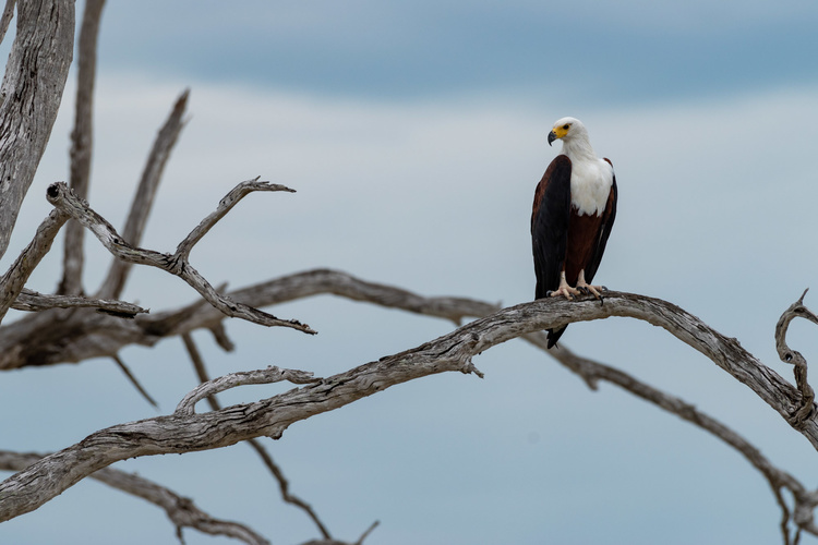 Eagle fish in Tanzania