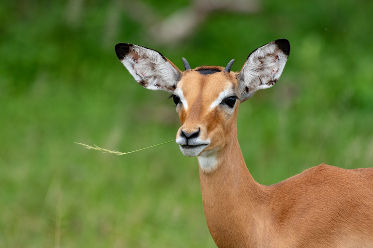 Impala in Tanzania