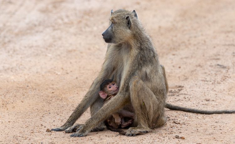 Vervet monkey in Ngorongoro