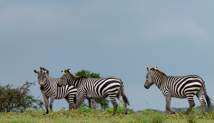 Zebras in Tanzania