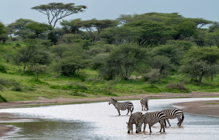 Zebras in Selous