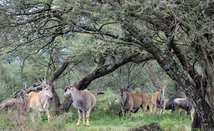 Cape eland