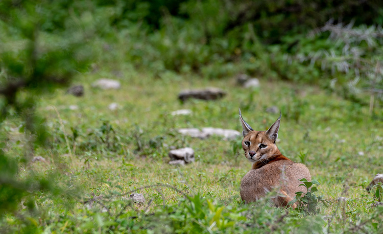 Caracal in Selous