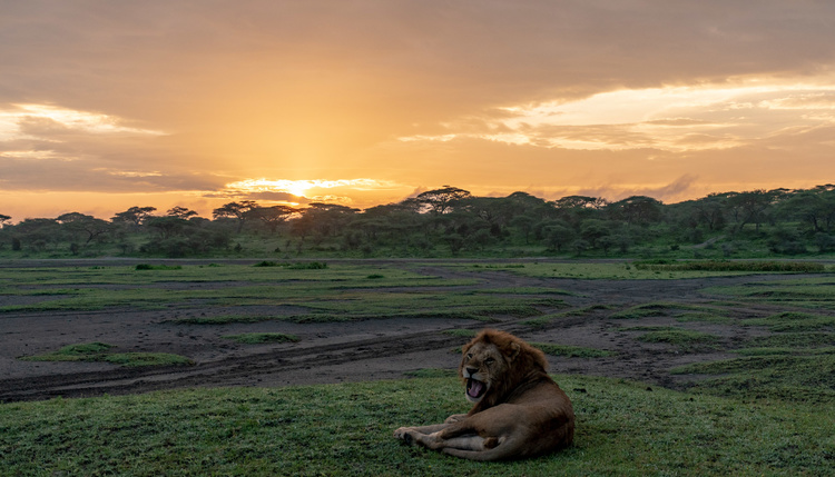 Lion at Ndutu