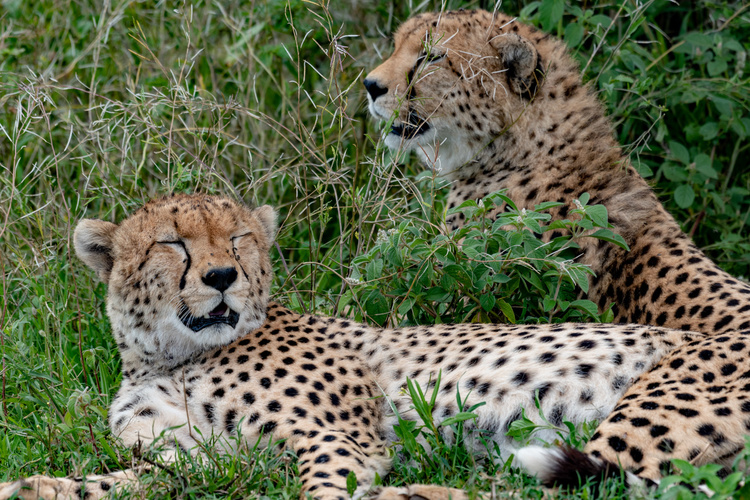 Cheetahs