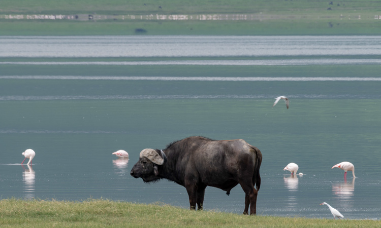 Buffalos at Ngorongoro