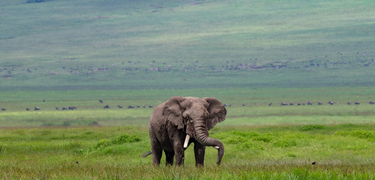 Elephant in Ngorongoro