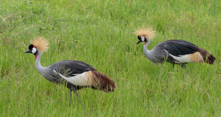 Cranes ash in Ngorongoro