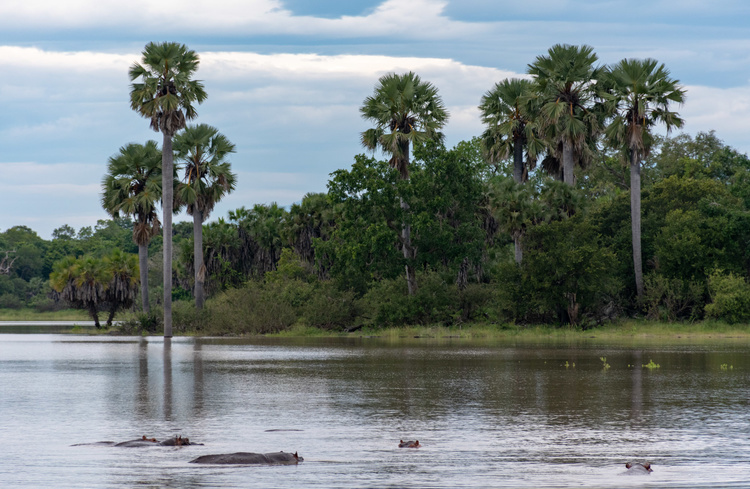 Landscape of the Selous