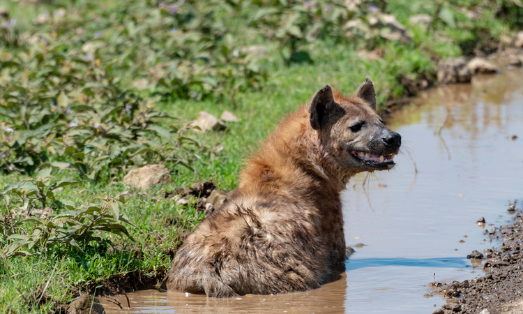 Hyena in Tarangire