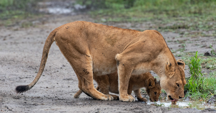 Drinking Lioness