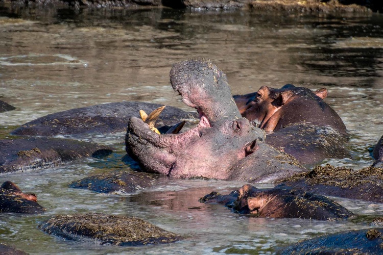 Hippos in Tanzania