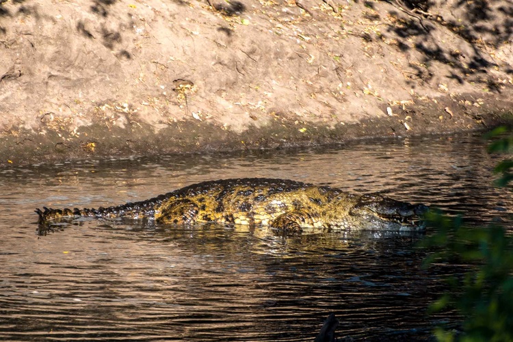 Crocodile in Tanzania