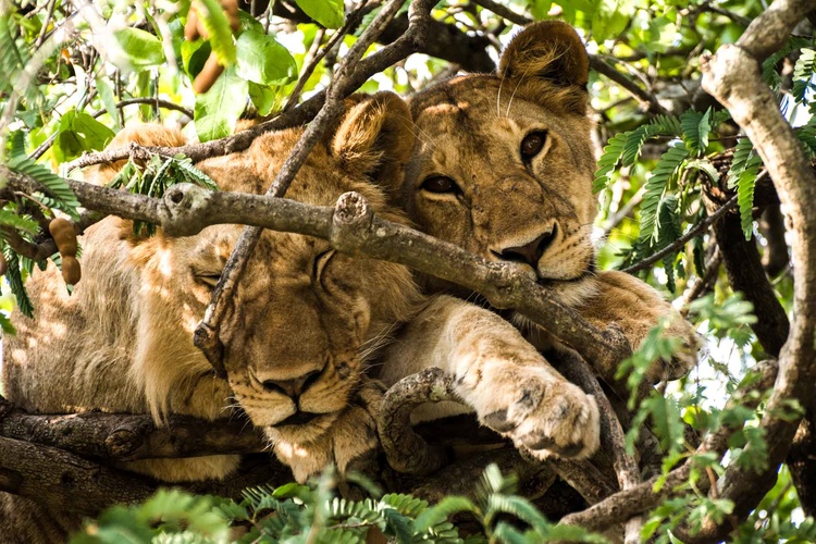 Young lions in trees in Serengeti