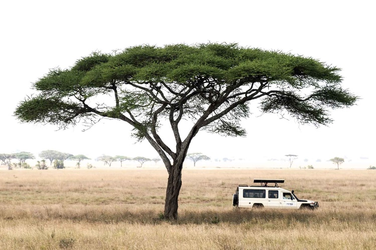 Scene of life in the Serengeti