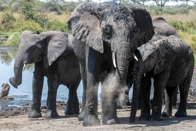 Elephants in Serengeti