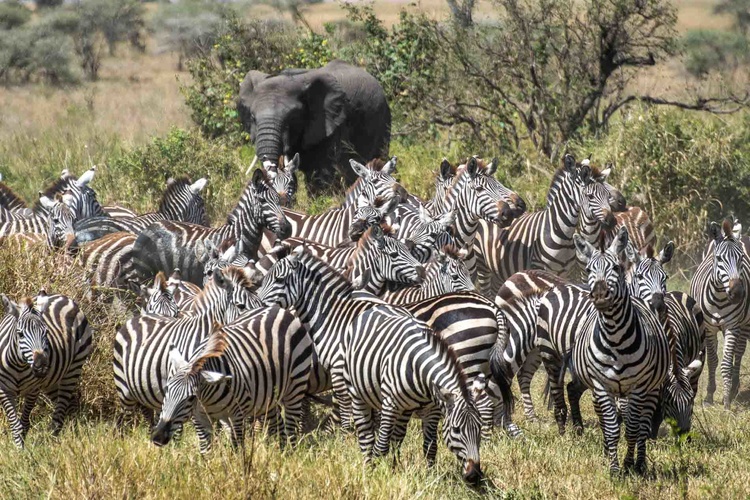 Scene of life in the Serengeti