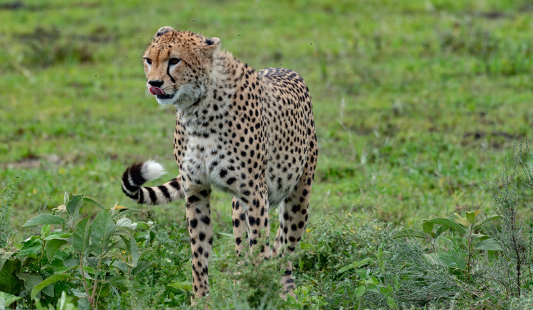 Cheetah in Serengeti