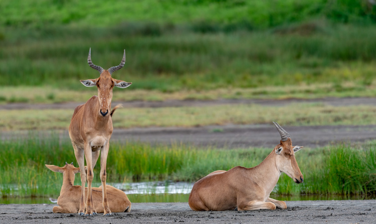 Bubale in Serengeti