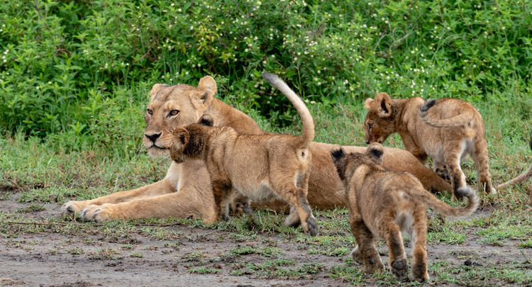 Female lion and her cubs in Serengeti