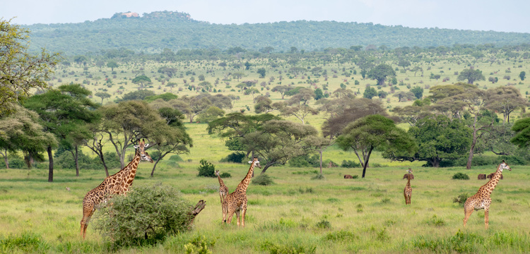 Landscape of Tarangire