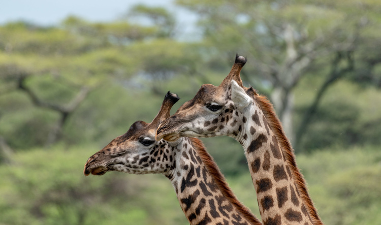 Giraffes in Tanzania