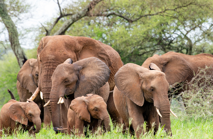 Elephants in Tanzania