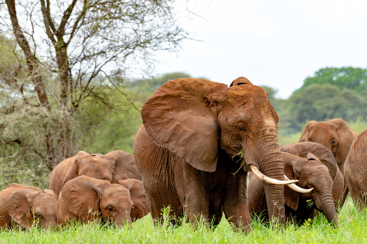 Elephants in Tanzania