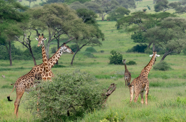 Giraffes in Tarangire